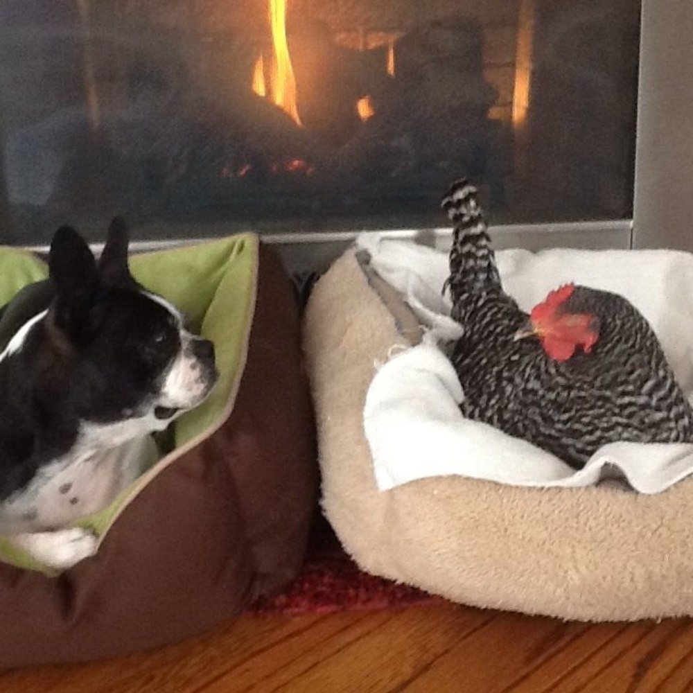 Meet your Posher, Judy